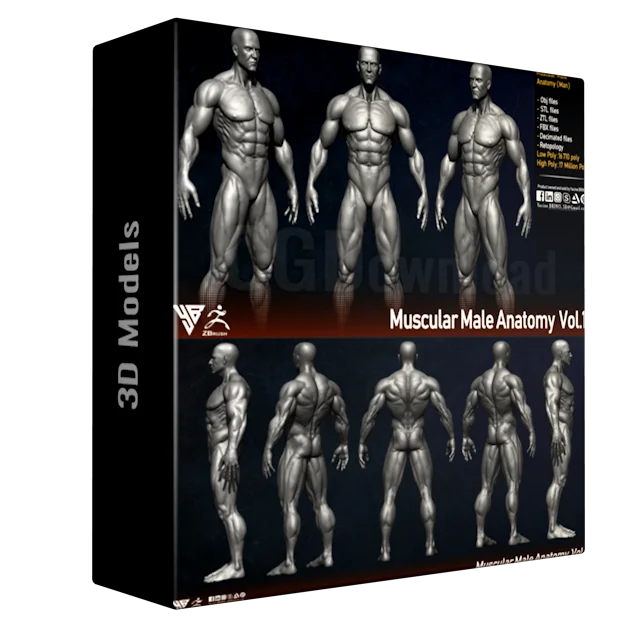 Muscular Male Anatomy (Human Base mesh)