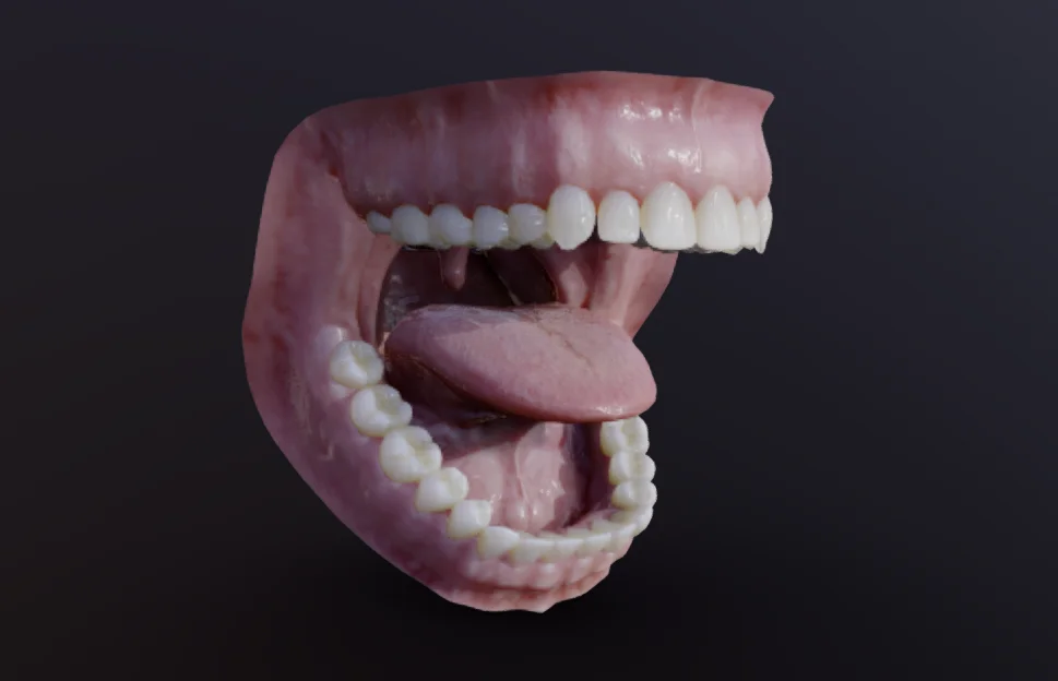 Human mouth