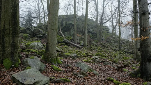 Forest Ruins скачать