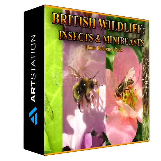 British Insects and Minibeasts Photo Reference Pack