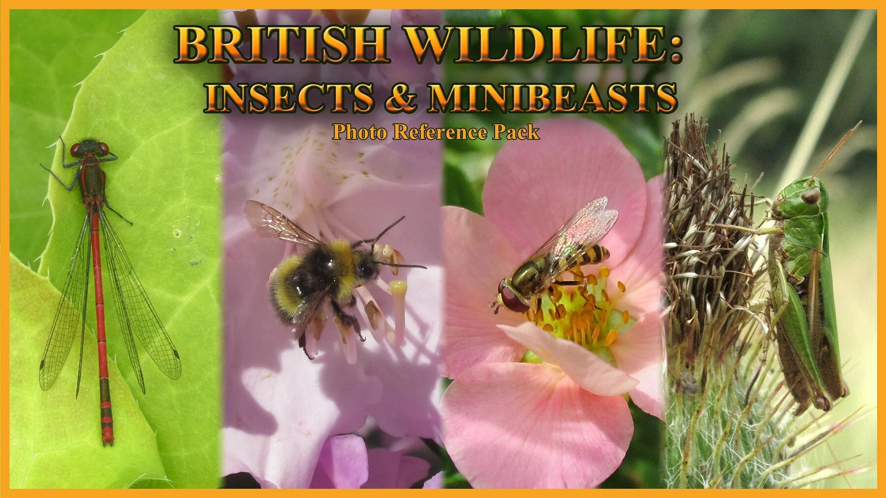 British Insects and Minibeasts Photo Reference Pack скачать