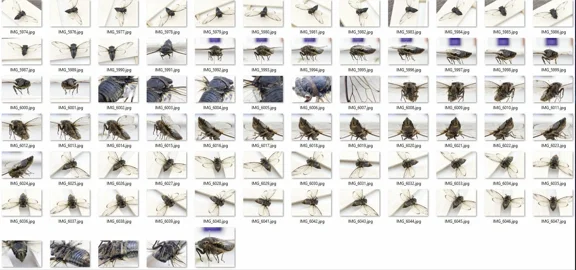 Cicada reference photo pack скачать