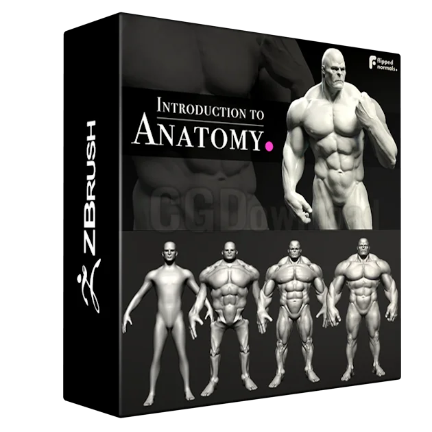 Introduction to Anatomy