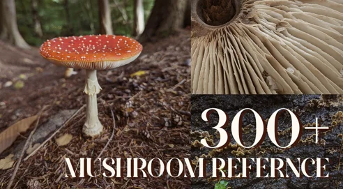 Reference pack 300+ Mushrooms images скачать