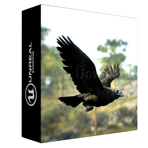 Animalia - Raven