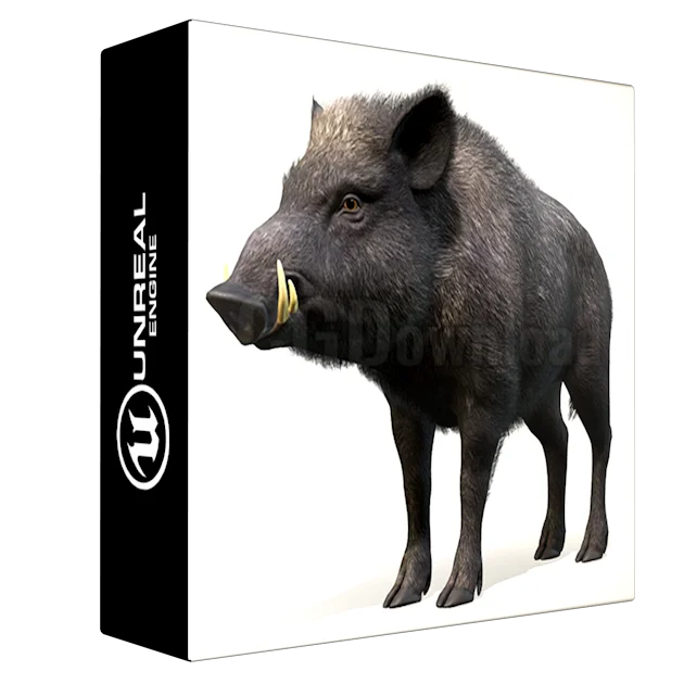 Wild Boar - Male