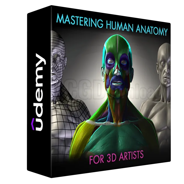 Mastering Human Anatomy For 3D Artists