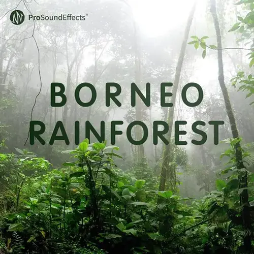 Pro Sound Effects - Borneo Rainforest скачать