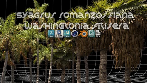 Syagrus Romanzoffiana and Washingtonia Filifera 3D Model скачать