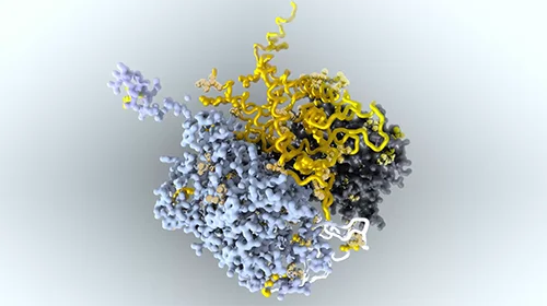 HS-227 Visualizing Protein Data Bank Information скачать