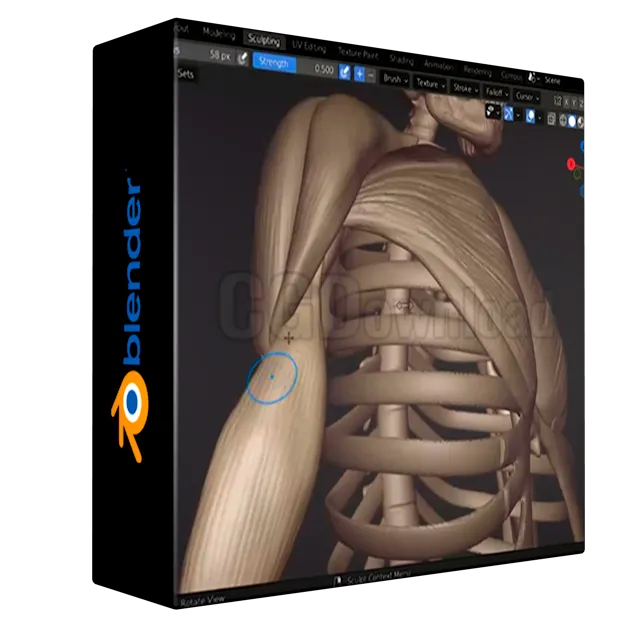 3D Anatomy: Sculpting in Blender: Master the human figure