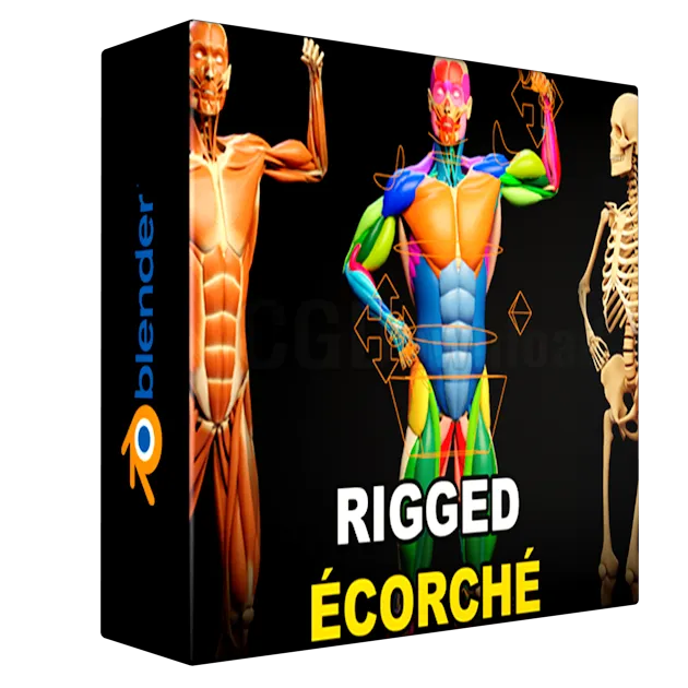 Muscle Anatomy - Ecorche Rigged