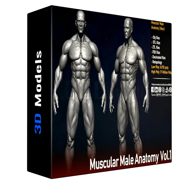 Muscular Male Anatomy (Human Base mesh)