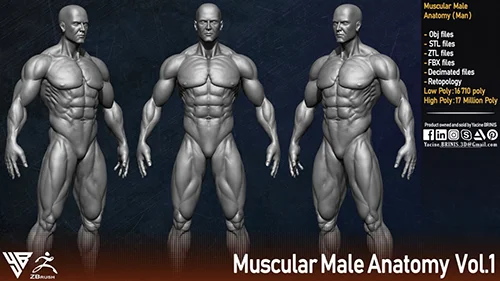 Muscular Male Anatomy (Human Base mesh) скачать
